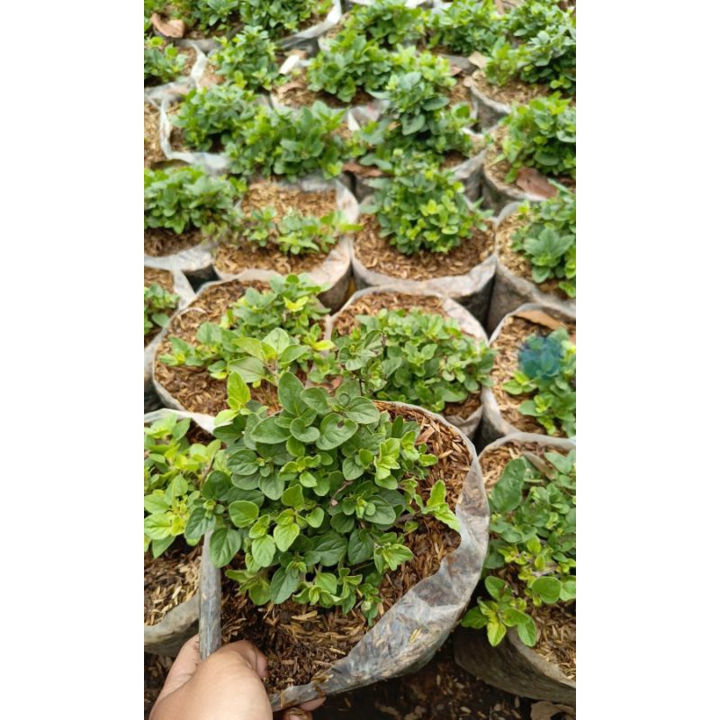 Tanaman Oregano | Bumitanaman | Oregano