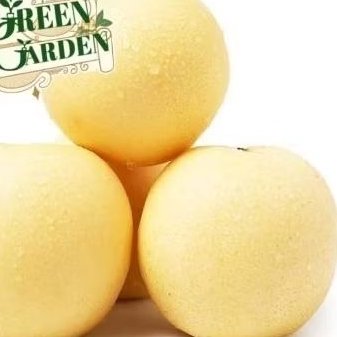 

Pear Century | Pir Century | tanya stock terlebih dahulu | Green garden Hammysnotes