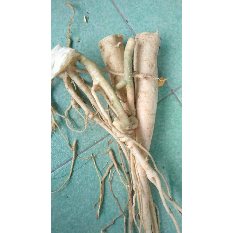 

Promo Akar Pohon Pepaya Segar 500gram