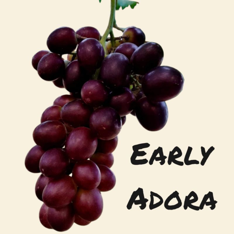 

bibit anggur import(EARLY ADORA)