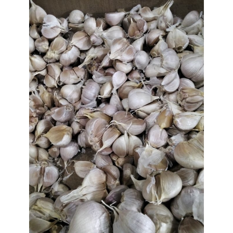 

Bawang Putih Kating Pilihan 1 KG