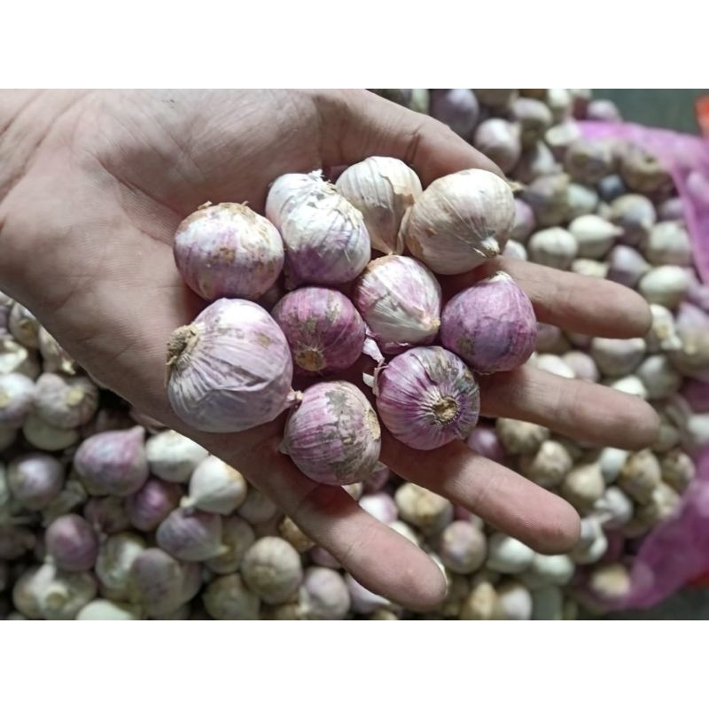 

BAWANG PUTIH TUNGGAL SIZE BESAR BAWANG LANANG OBAT JANTUNG KOLESTROL HIPERTENSI DIABETES ASAM URAT 1Kg BALIKPAPAN KALIMANTAN TIMUR BALIKPAPAN DI JAMIN FRESS BARU 1 Kg