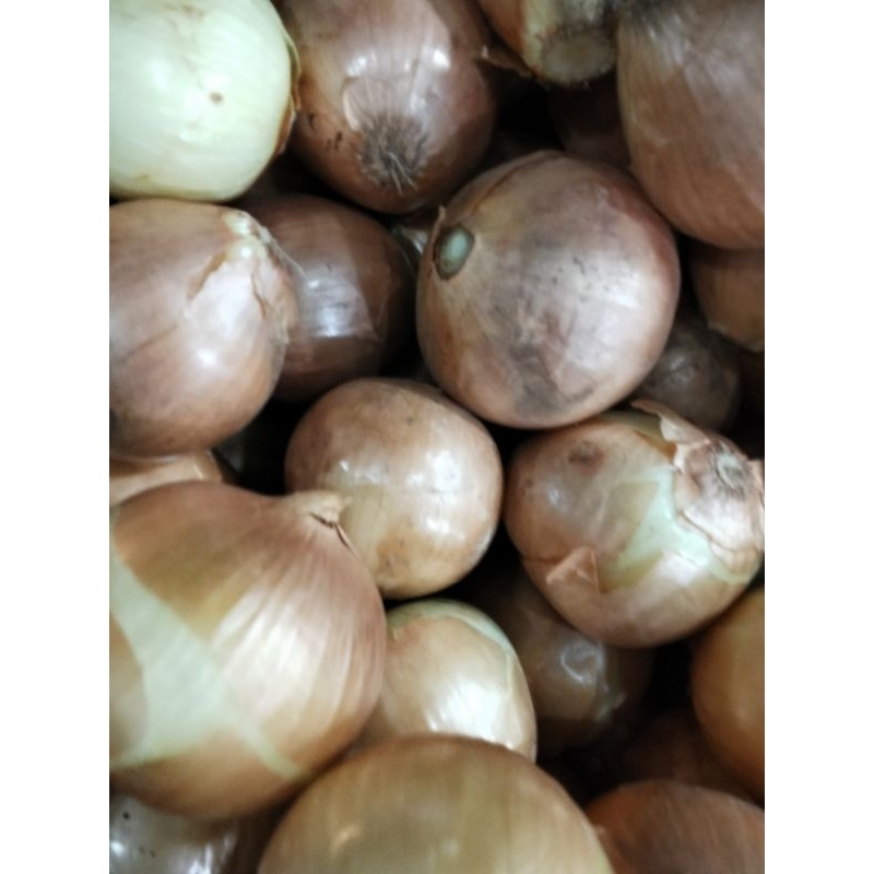 

Bawang Bombay Pilihan 1 KG