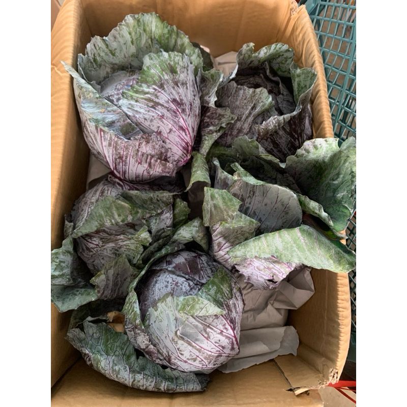 

Kol / Kubis Ungu Import