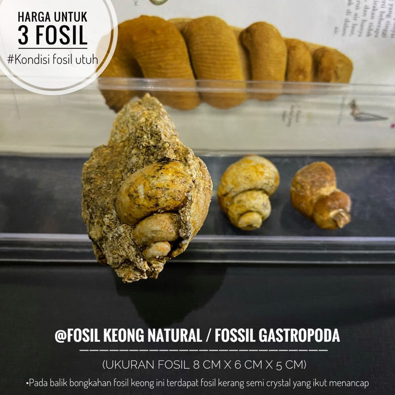 Bongkahan Sepasang Fosil Keong dan Kerang Purba A29 atau Fosil Kerang Natural atau Fossil Gastropoda