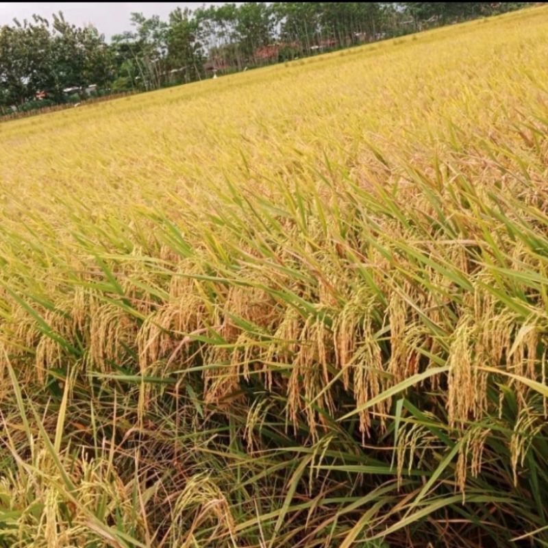 BENIH PADI CL 284 5KG
