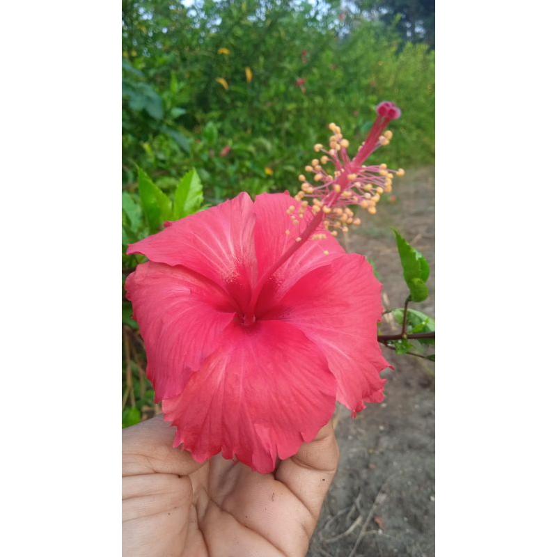

Hibiscus rosa Bunga sepatu merah kering