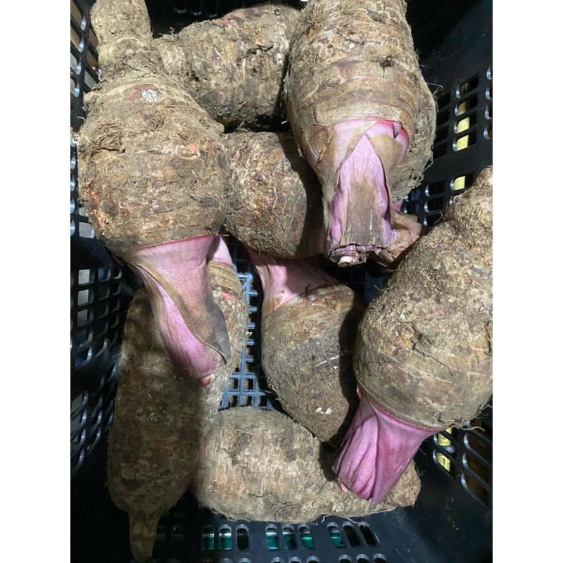 

Talas papua 3kg