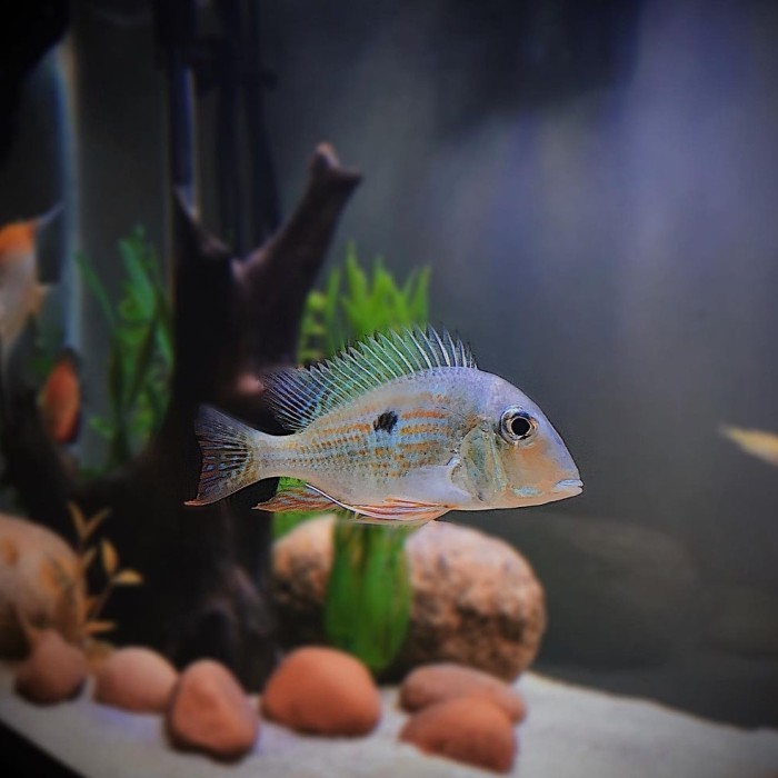 geophagus winemilleri size 5 jari org dewasa