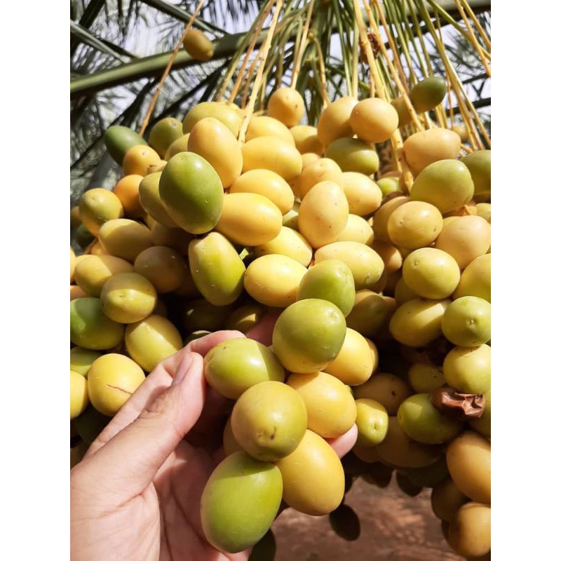 

Kurma muda fresh bukan beku per 1kg