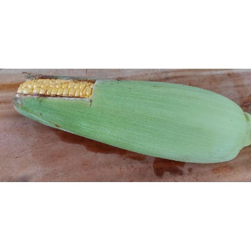 

jagung manis kualitas super