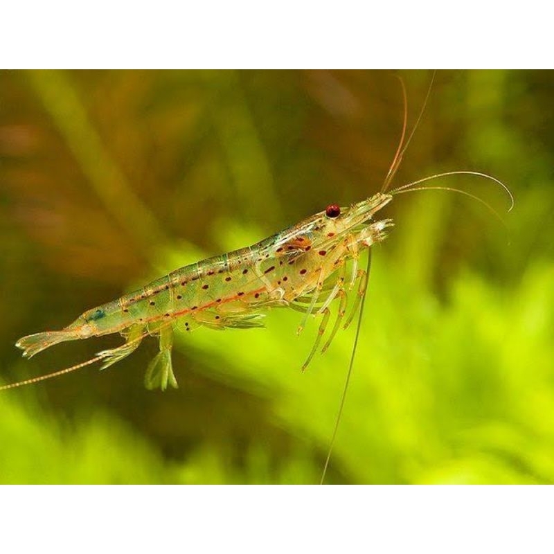 Amano Shrimp/Pembersih alga Aquascape