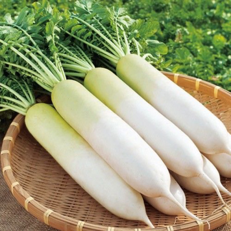 

Sayur Lobak Putih segar | Sayur Freshmart Bandung