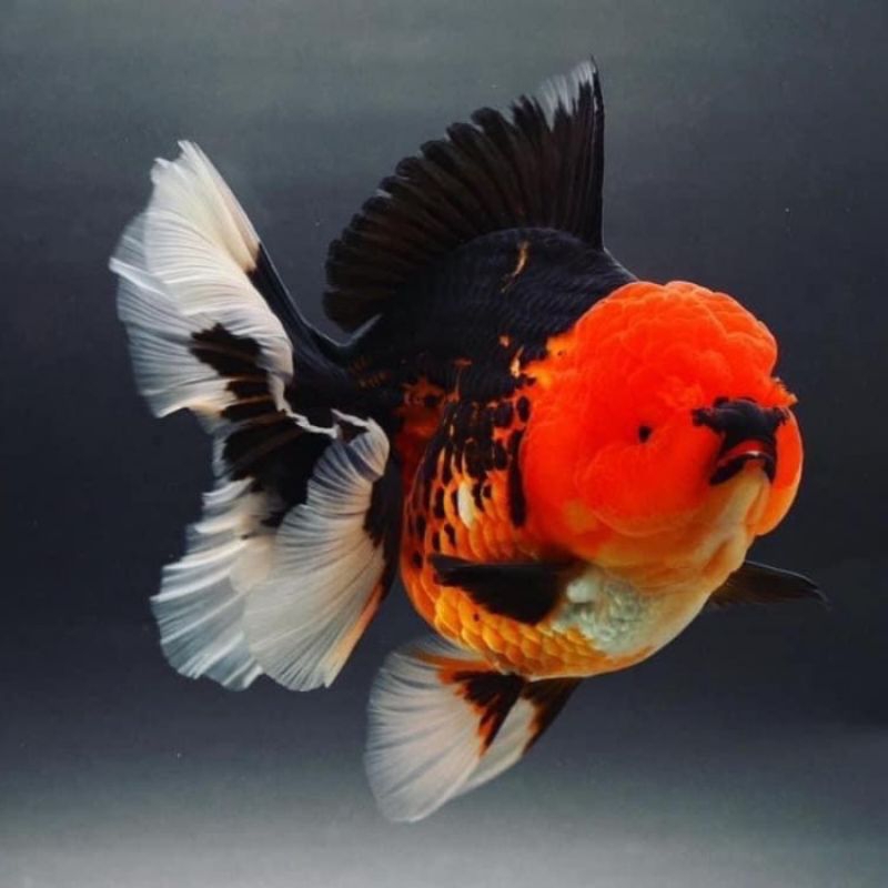 MAS KOKI ORANDA TRICOLOR