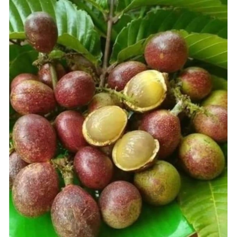 Bibit Matoa Hasil Okulasi