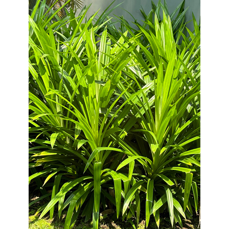 

Daun Pandan dipetik dadakan (INSTANT ONLY)