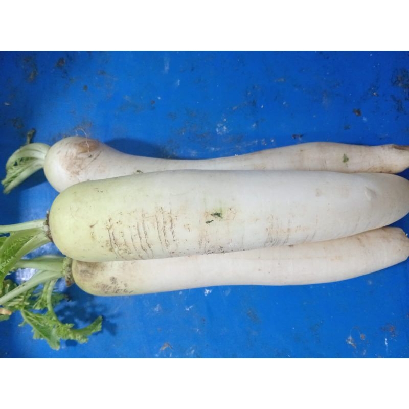 

sayur mayur hentelobak putih 500gr 1 kg