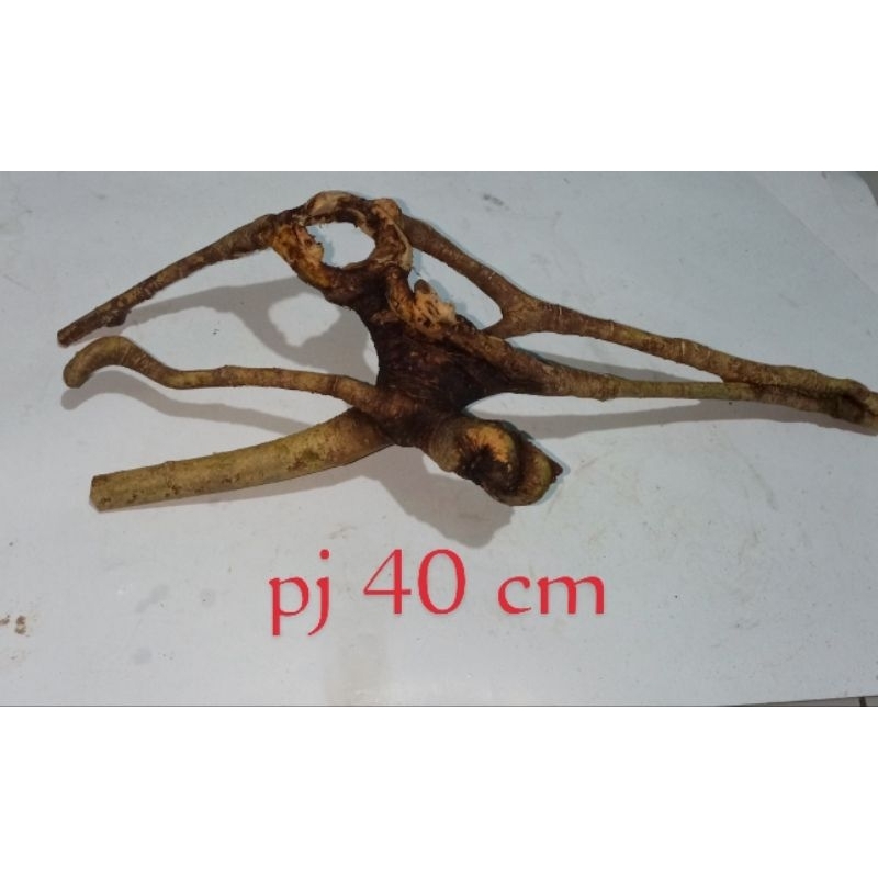 akar mimang unik alami asli alam
