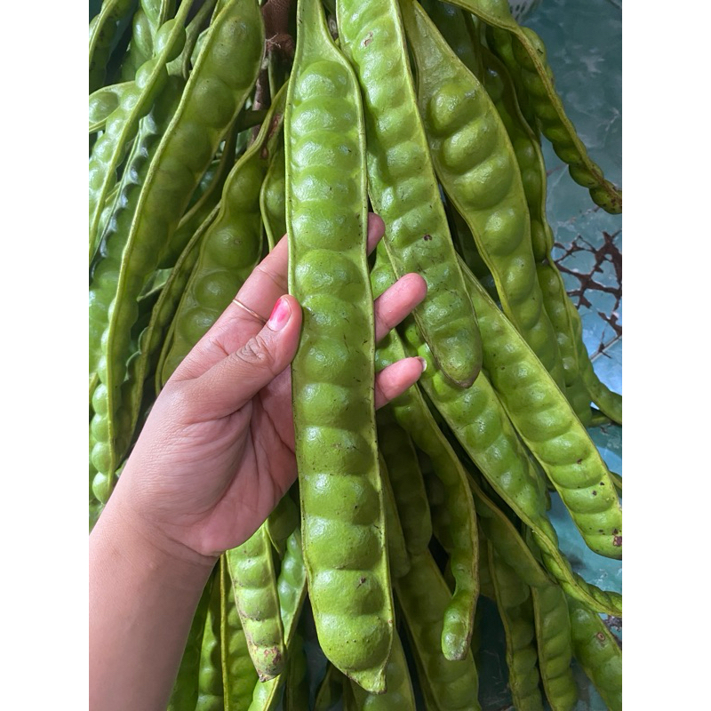 

Pete Super 1 Lonjor Baru Petik