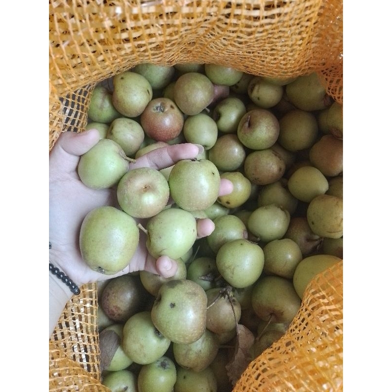 

Apel Manalagi Mini 10kg bonus 1kg