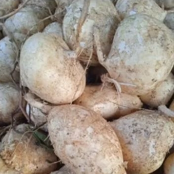 

Bengkuang 500 gr - 1 kg