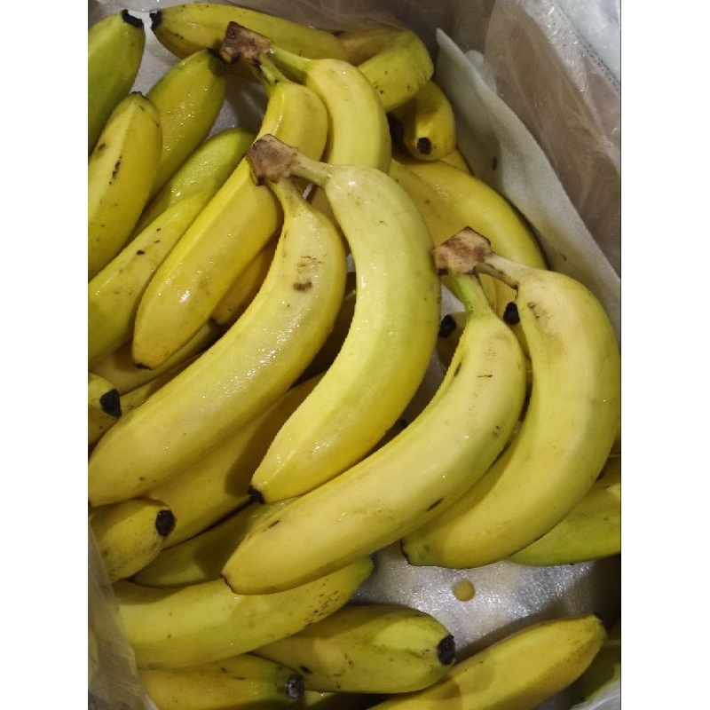 

Buah pisang cavendish protol