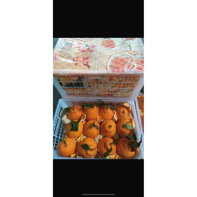 

JERUK MANDARIN PAPAGAN XXL 5.5kg