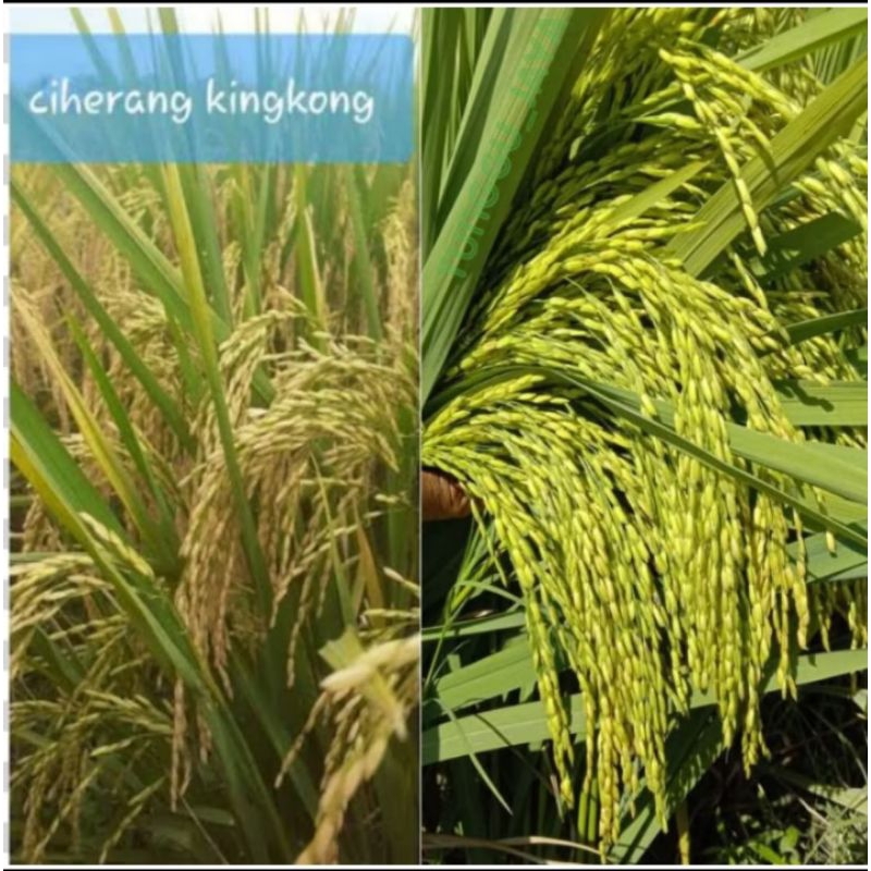 TERBARU 1 KG BIBIT BENIH PADI CIHERANG KINGKONG BENIH TERBARU SIAP TANAM