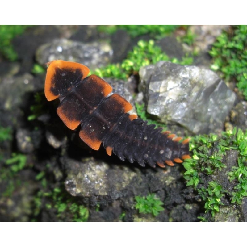 Kumbang trilobita hidup 1 ekor