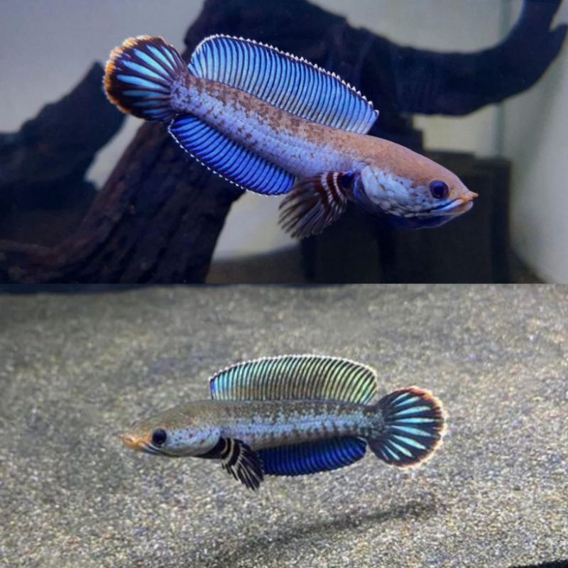 Channa Andrao Size 4-5cm Ikan Channa Andrao Chana Andrao Ikan Gabus Hias Hiasan Aquarium Kolam Tank 