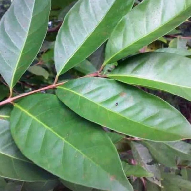 

daun salam segar di petik saat 50 lembar