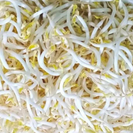 

Tauge / Toge /Kecambah 1 pack +- 100gr