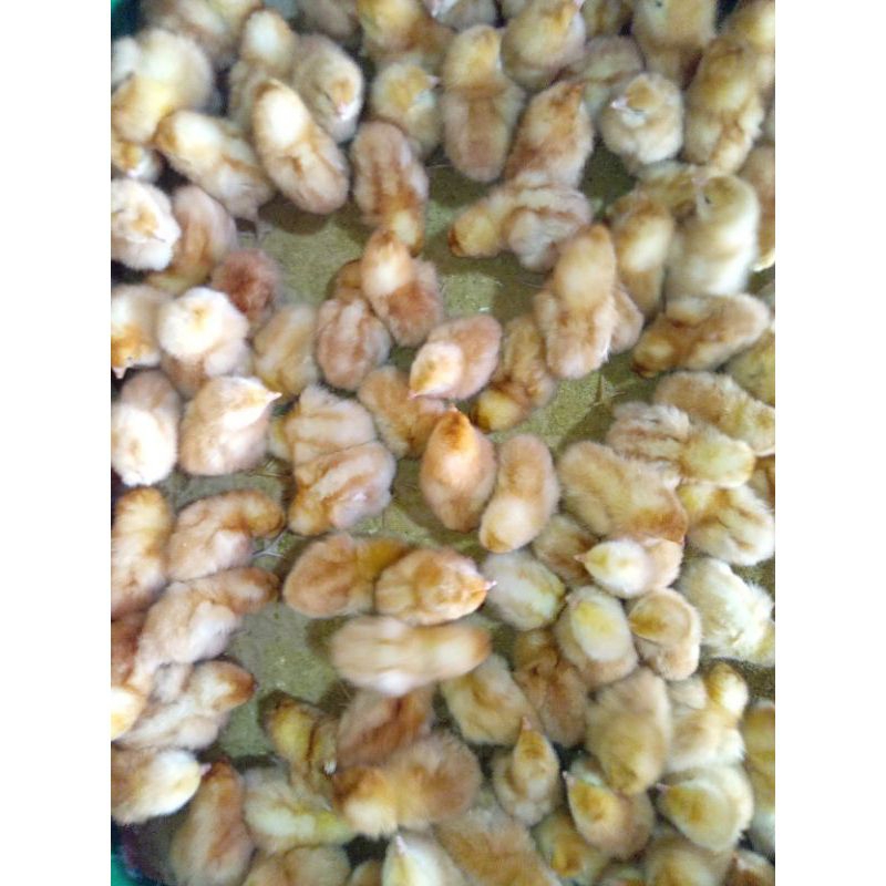 Doc Ayam Petelur Super 1 Box Isi 102 Ekor Sudah Vaksin.