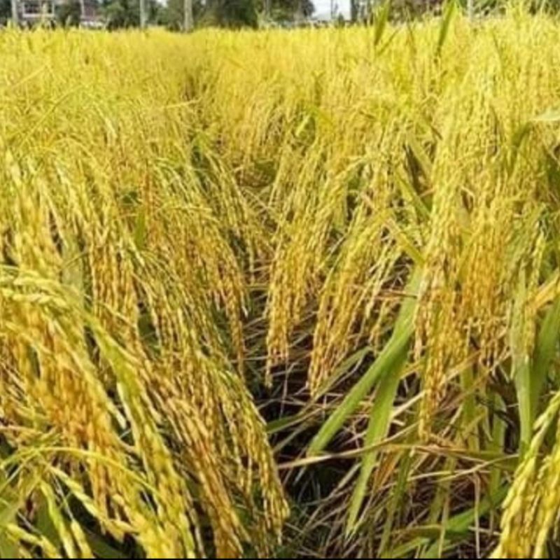 BENIH PADI BATUTA UB 2 UNGGUL KEMASAN 1KG