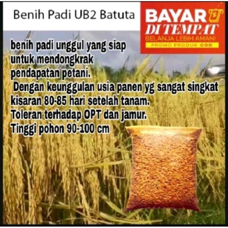 BENIH PADI UB2 BATUTA BERKUALITAS KEMASAN 1KG