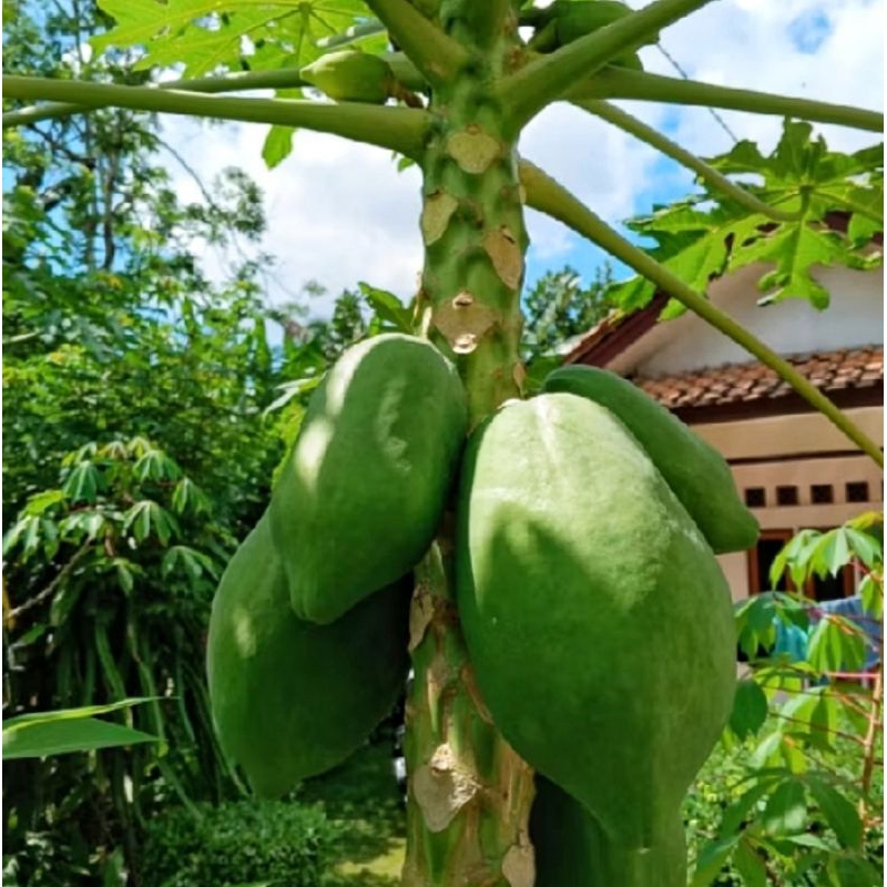 

Buah pepaya muda segar 1kg