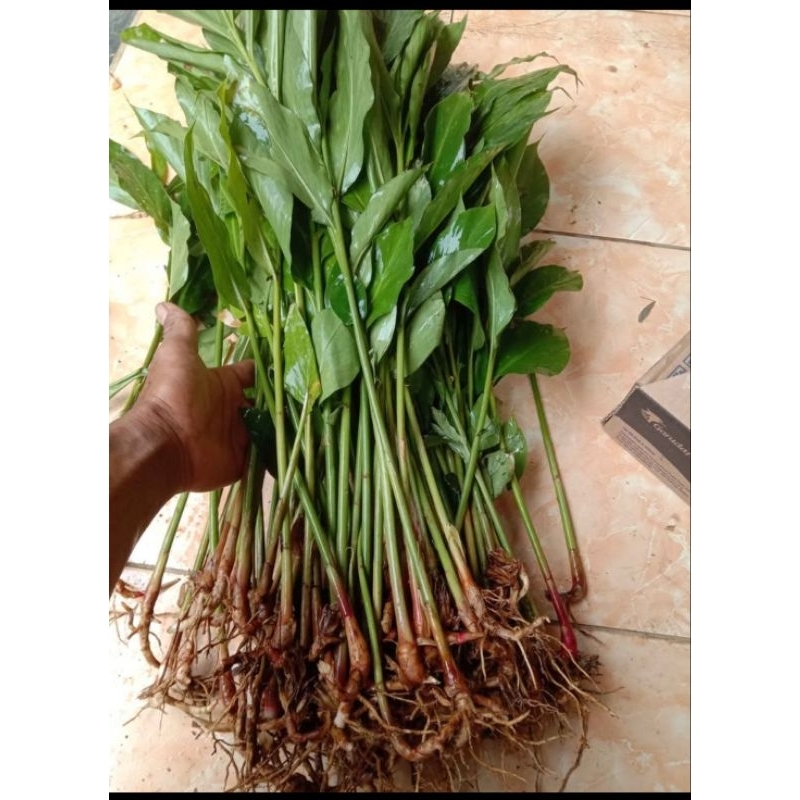 BIBIT KAPULOGO BAHAN JAMU PER 10 BATANG