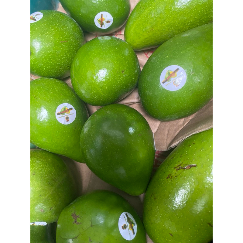 

alpukat mentega 2kg fresh