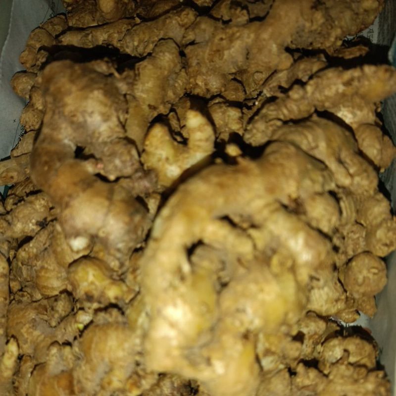 

jahe emprit
