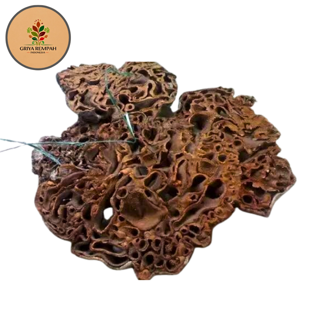 

SARANG SEMUT PAPUA KERING 250 GRAM Longkong Rempah Herbal Simplisia Alami untuk Kanker Tumor Diabetes Daya Tahan Tubuh Myrmecodia pendens Nongon