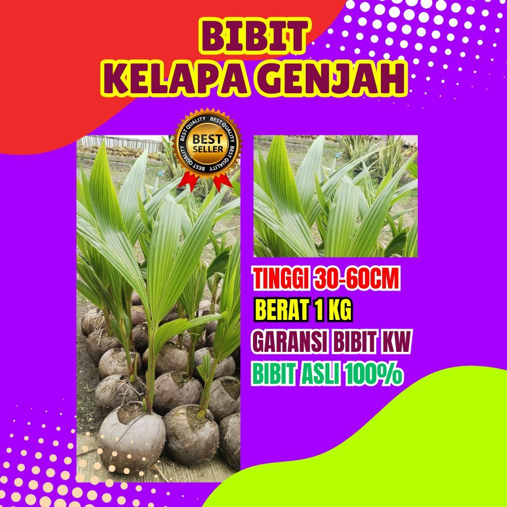 TERBAIK.. Pohon Kelapa Besar, Pohon Kelapa Bonsai