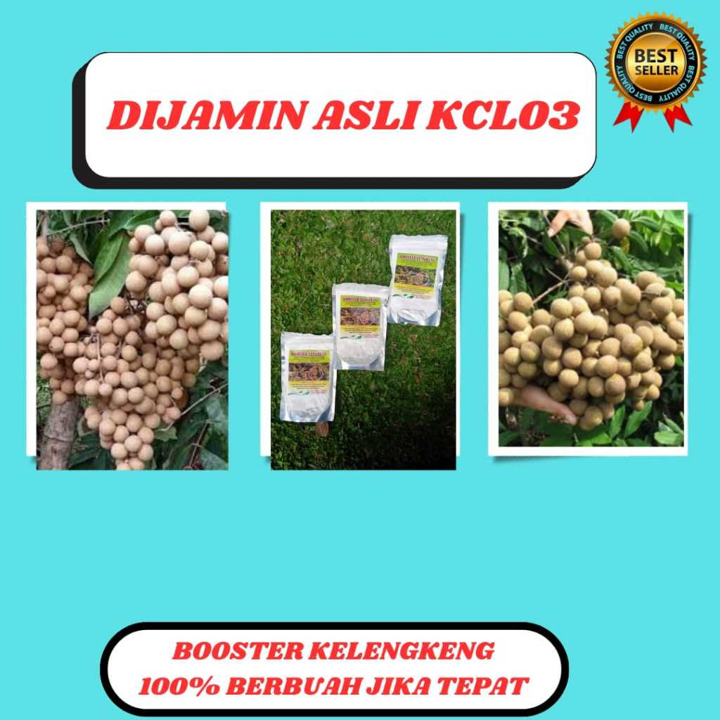 PROMO  Booster Kelengkeng Merah Cangkok Berbuah, Booster Kelengkeng Matalada