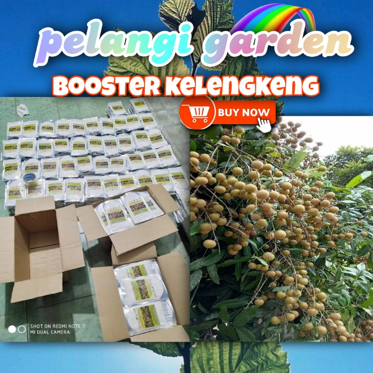 PROMO  Boster Kelengkeng Asli, Boster Kelengkeng Aroma Durian