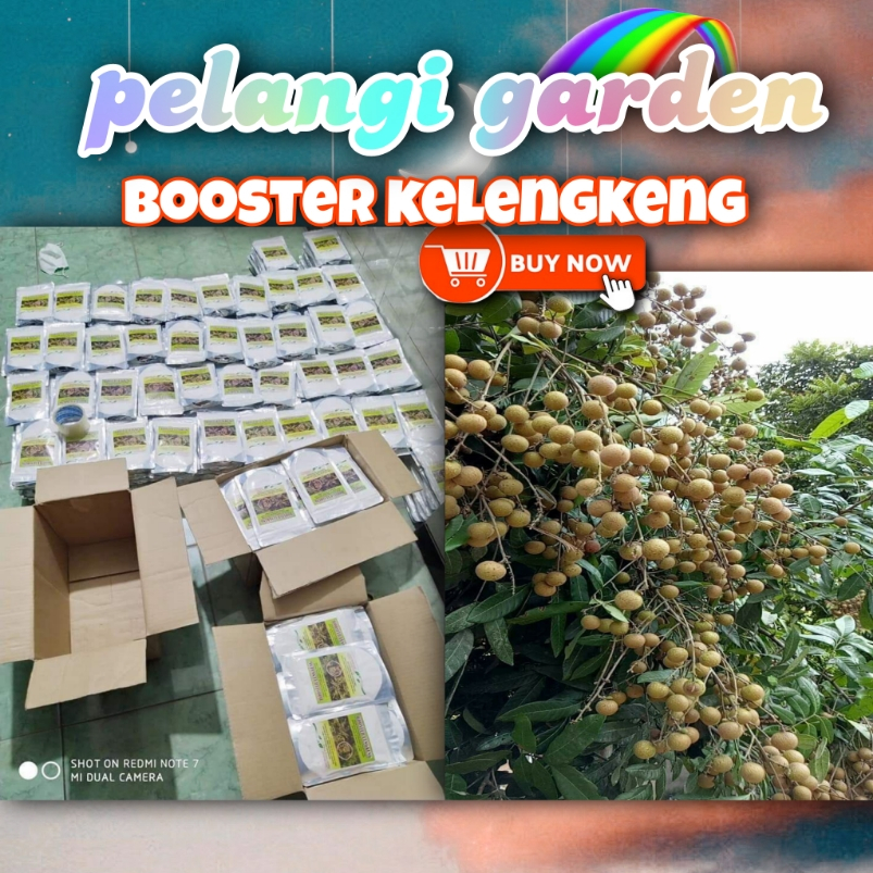 TERBAIK  Boster Kelengkeng Aroma Durian, Boster Kelengkeng Bubuk