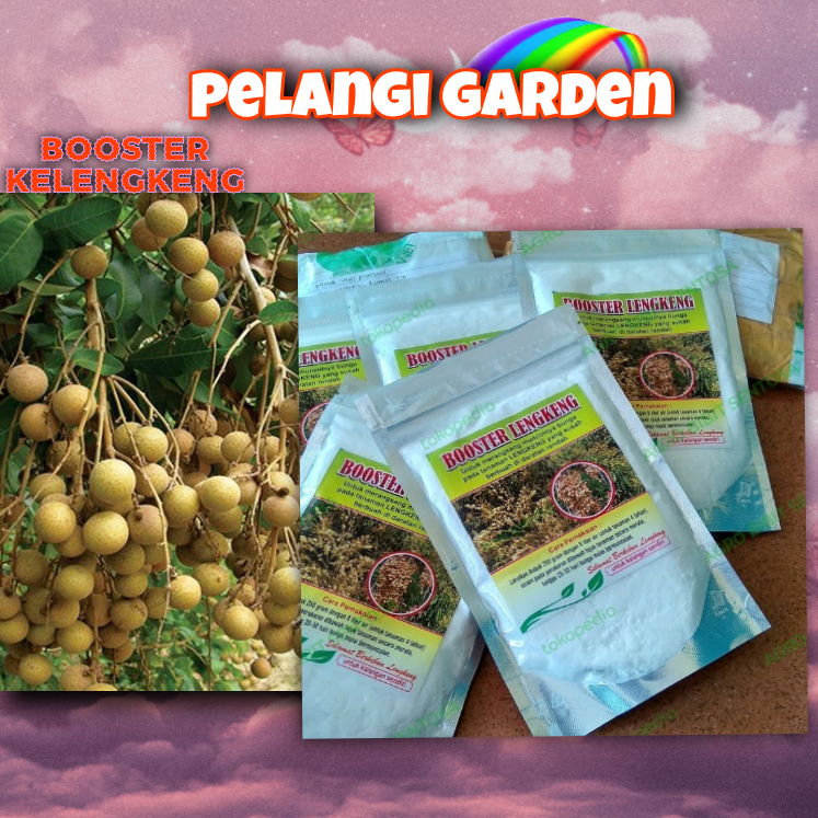 DIJAMIN ASLI  Boster Kelengkeng Bubuk, Boster Kelengkeng Berbuah