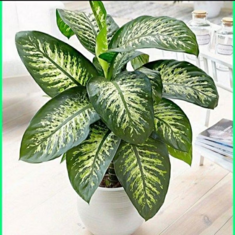 Tanaman indoor outdoor blanceng zebra // sri rejeki zebra ukuran besar