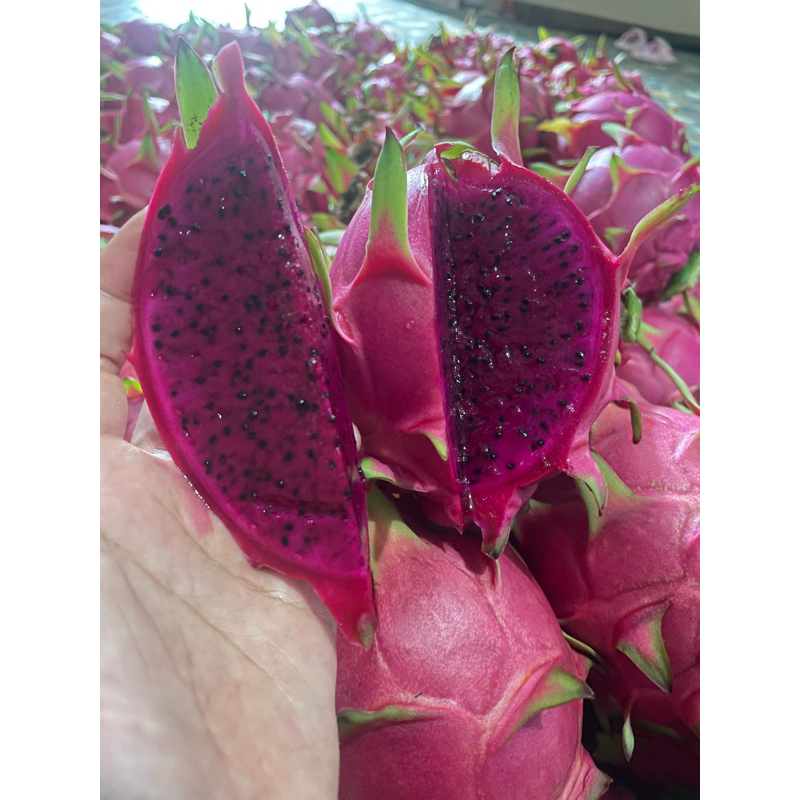 

BUAH NAGA ORGANIK