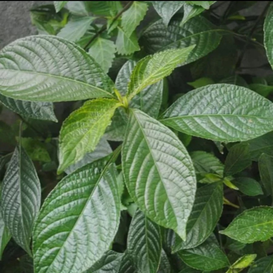 Tanaman herbal Keji Beling Pohon Keji Beling / Pecah Beling Daun Pecah Beling