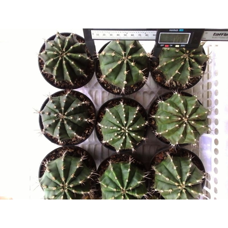 Gymnocalycium Hybrid