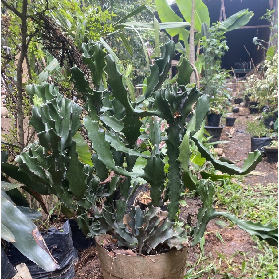 Tanaman Hias kaktus tulang hijau // kaktus tulang